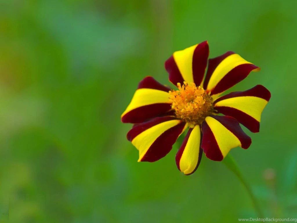 Flowers Top Wallpapers