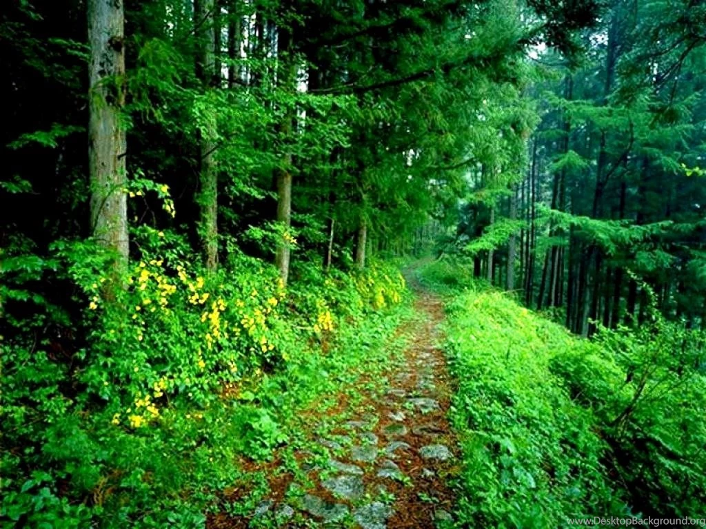 Free Wildlife Wallpapers Nature: Animal By Free Download Best HD ...