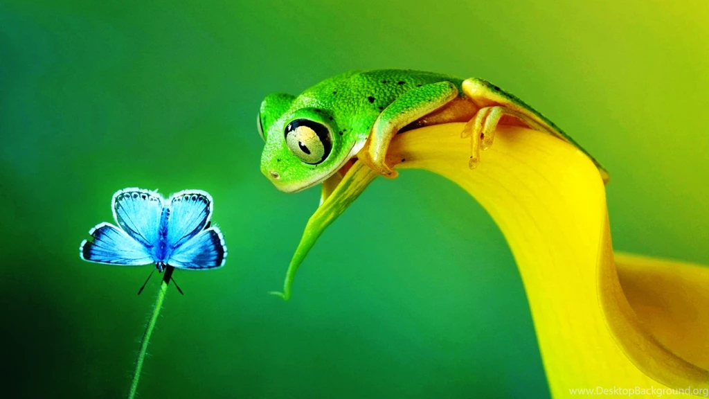 High Quality Wallpapers