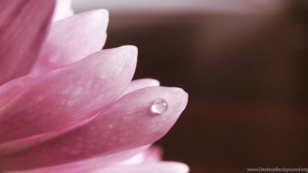 Water Drop On Pink Flower New Desktop Wallpapers In Hd Full Free ...