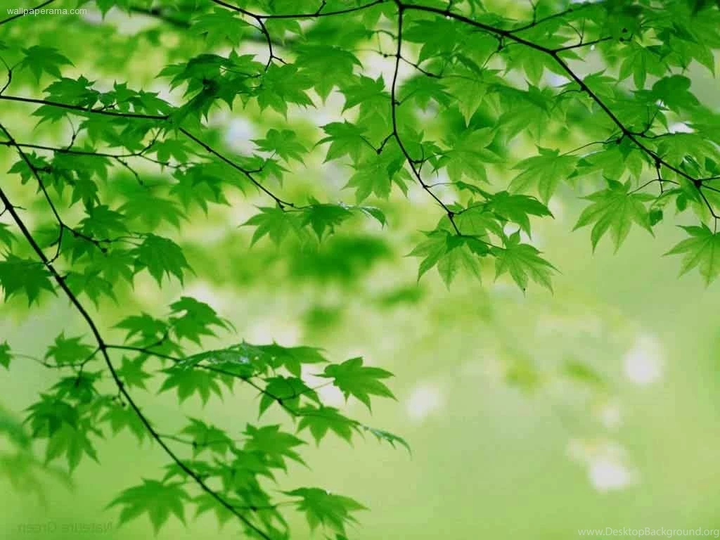 St Patricks Day Wallpapers Free   Valentine Day Week