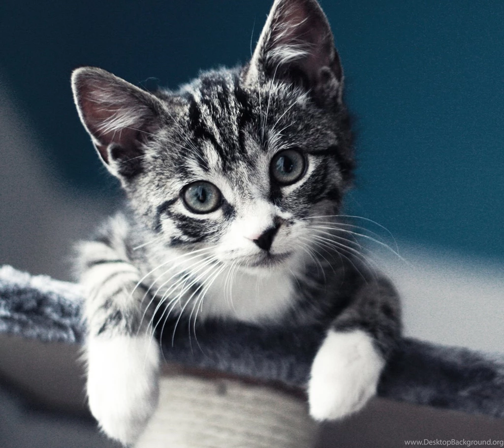 Galaxy Tab Wallpapers HD Animals Beautiful, Stunning Wallpapers