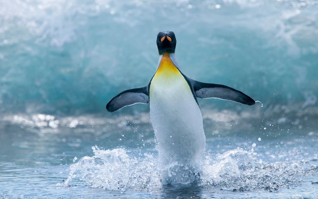 HD Funny Animals Wallpapers