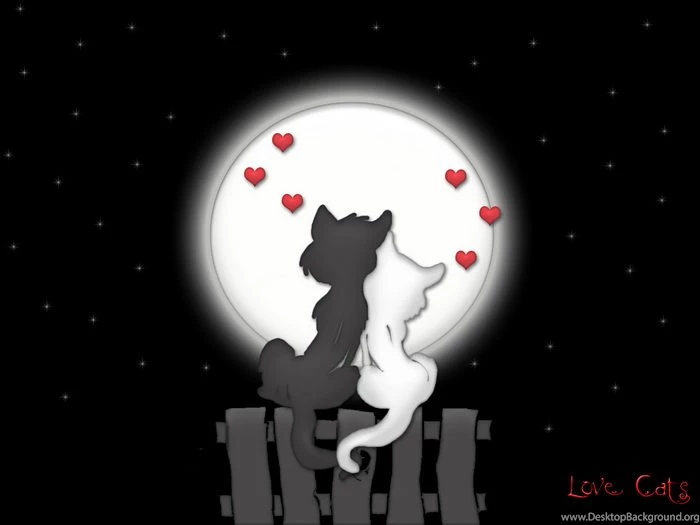 16 Beautiful Valentine And Love Wallpapers