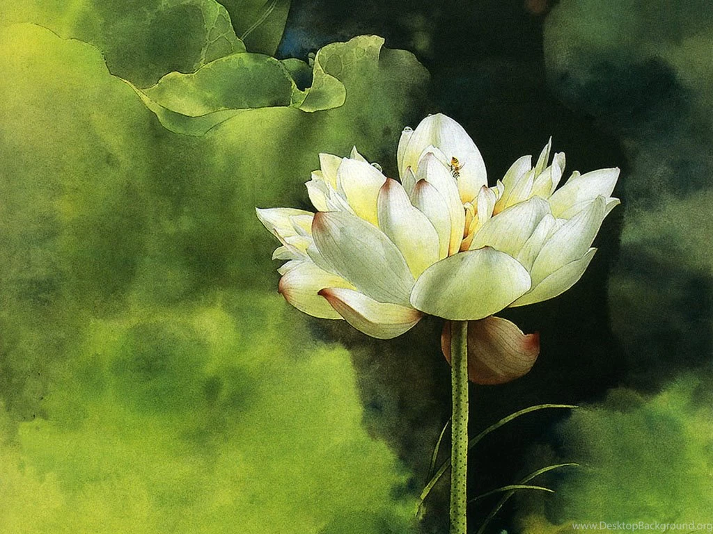Wallpapers Painting Flowers Brush Water Lily 1024x768