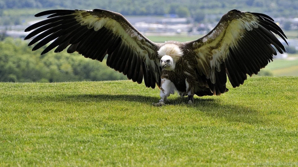 Vulture Wallpapers Wallpapers Cave