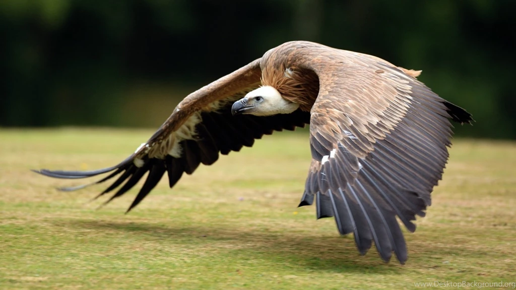 1600x900 Vulture Wallpapers