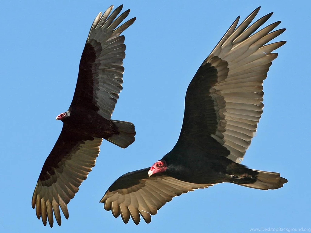 Vulture Wallpapers Animals Town