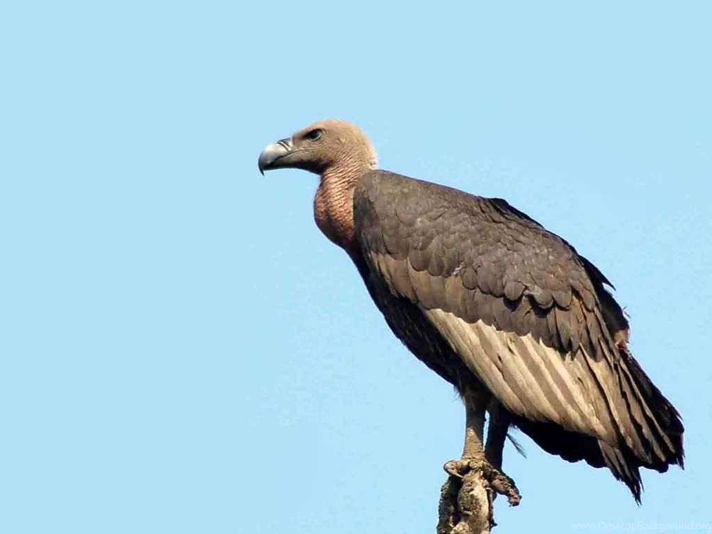 Vulture Wallpapers Animals Town