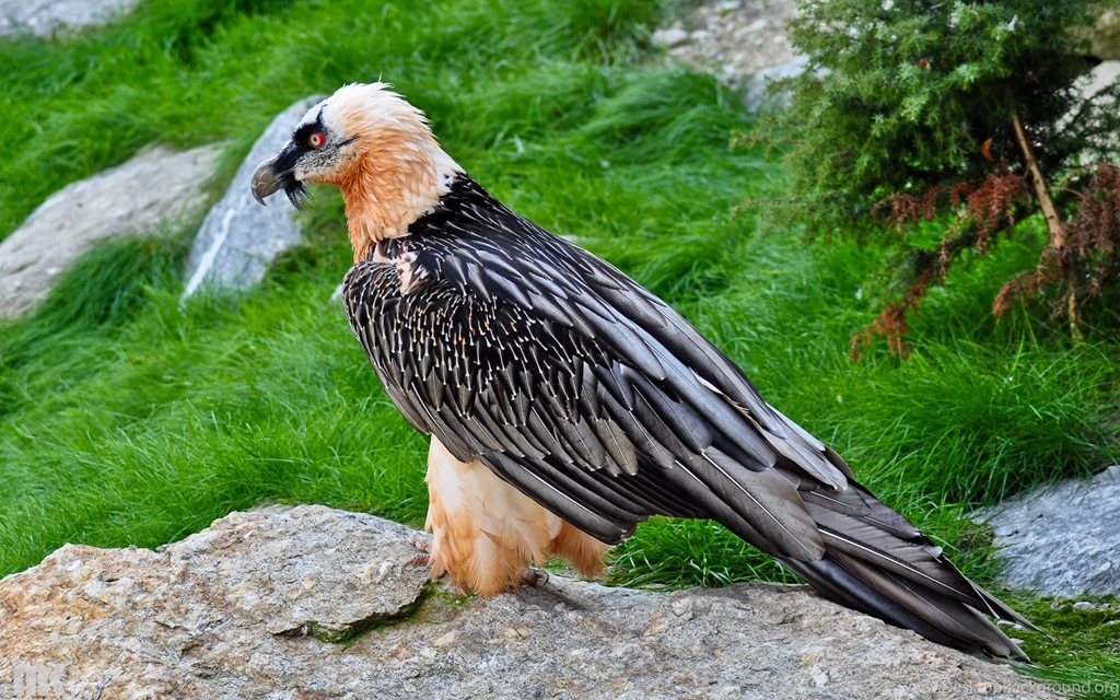 41 Vulture HD Wallpapers