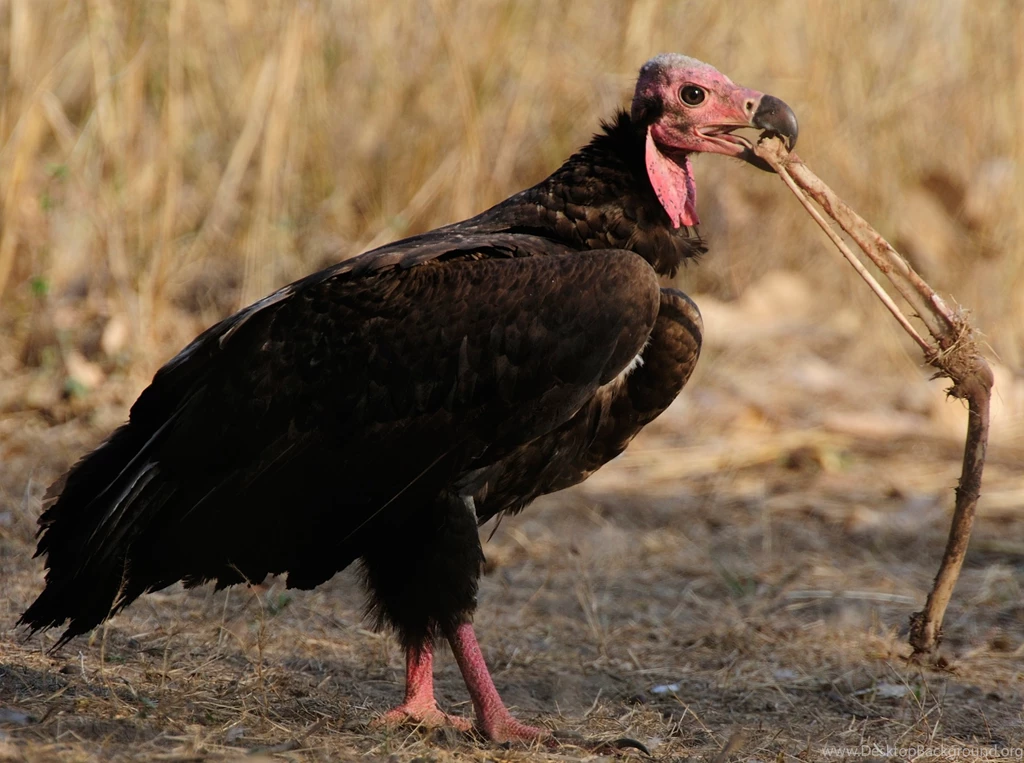 Red headed Vulture Computer Wallpapers, Desktop Backgrounds ...