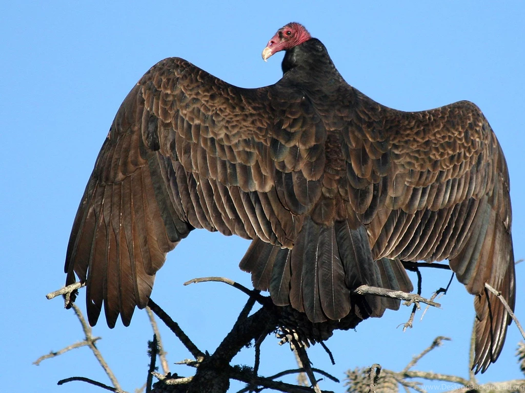 Vulture Wallpapers And Backgrounds Animals Town