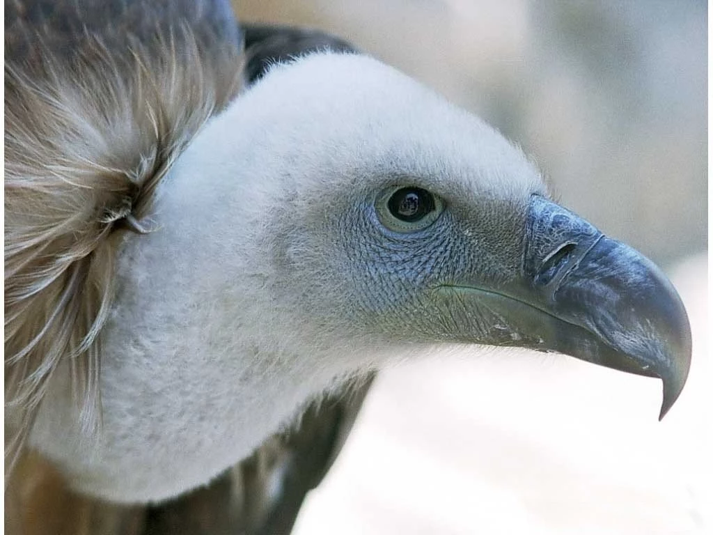 Vulture