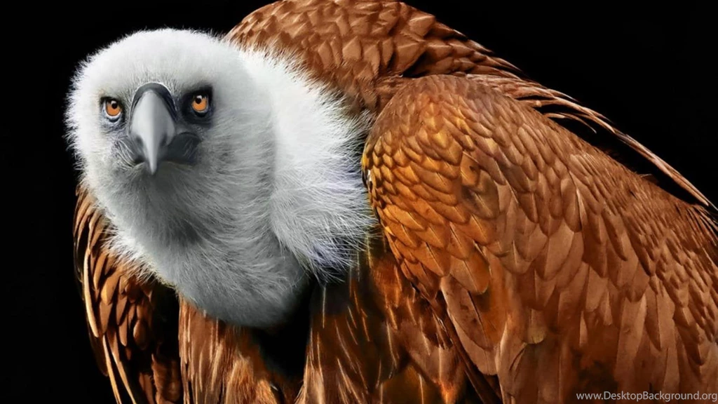 GRIFFON VULTURE WALLPAPER (
