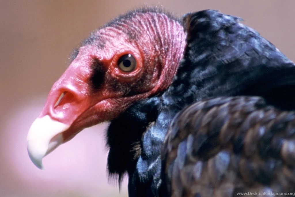 Turkey Vulture Head Wallpaper.