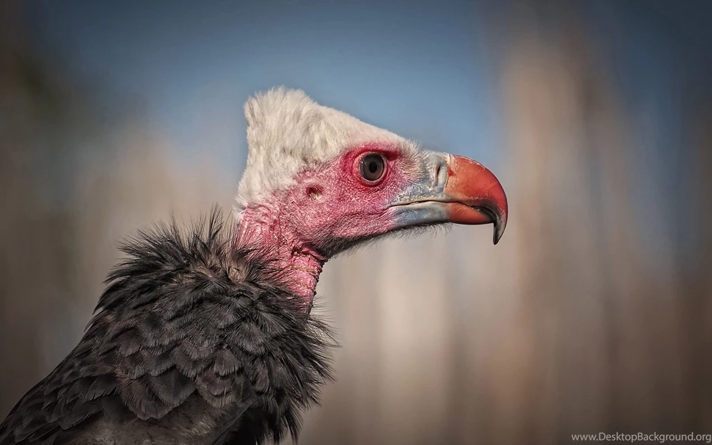 Vulture Wallpapers