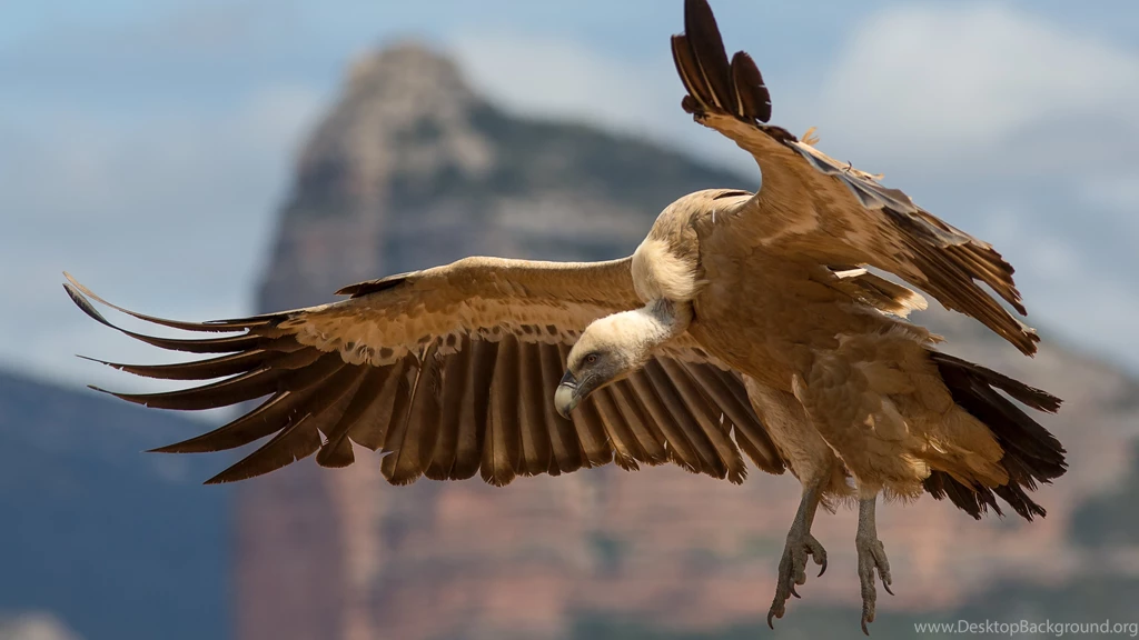 3 Griffon Vulture HD Wallpapers
