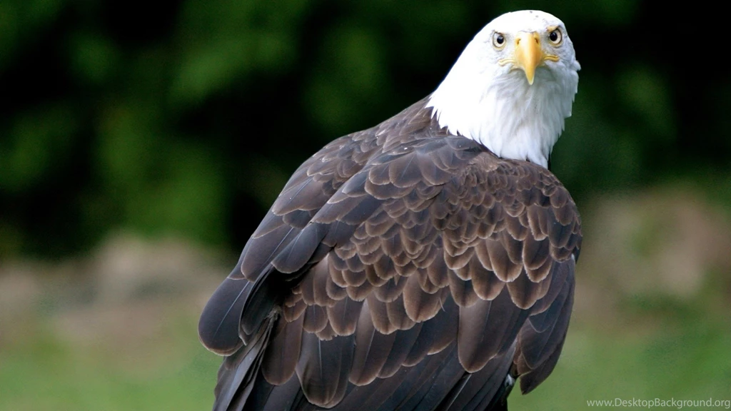 Download Wallpapers 2048x1152 Eagle, Bald Eagle, Vulture, Bird HD ...