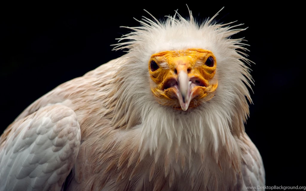 Warning By An Egyptian Vulture 1680x1050 Wallpapers