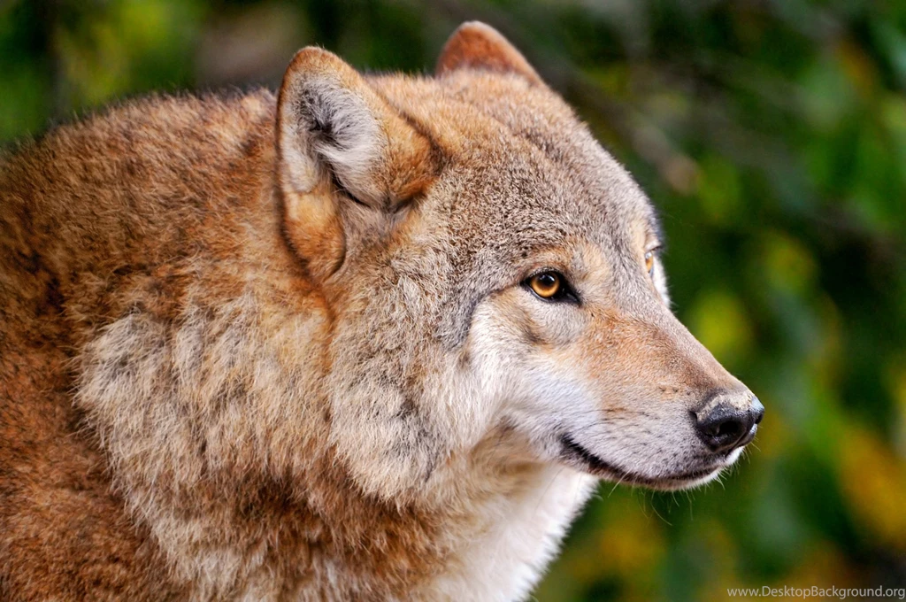 Vulture, Ears, Wolf Wallpapers And Images Wallpapers, Pictures ...