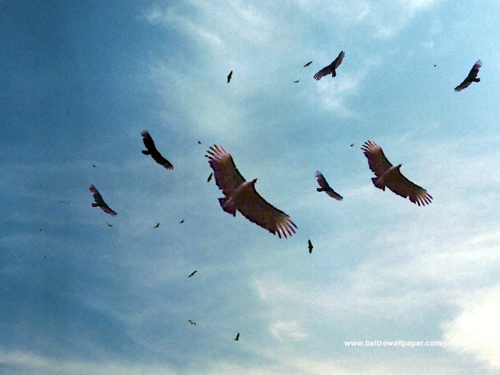Vultures Circling Bing Images