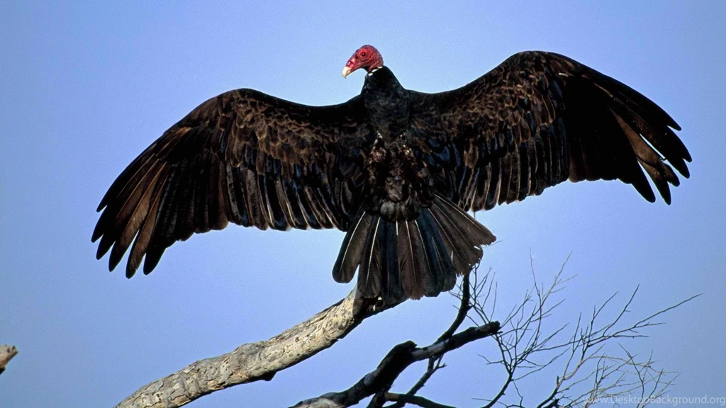 Turkey Vulture Head Wallpaper.