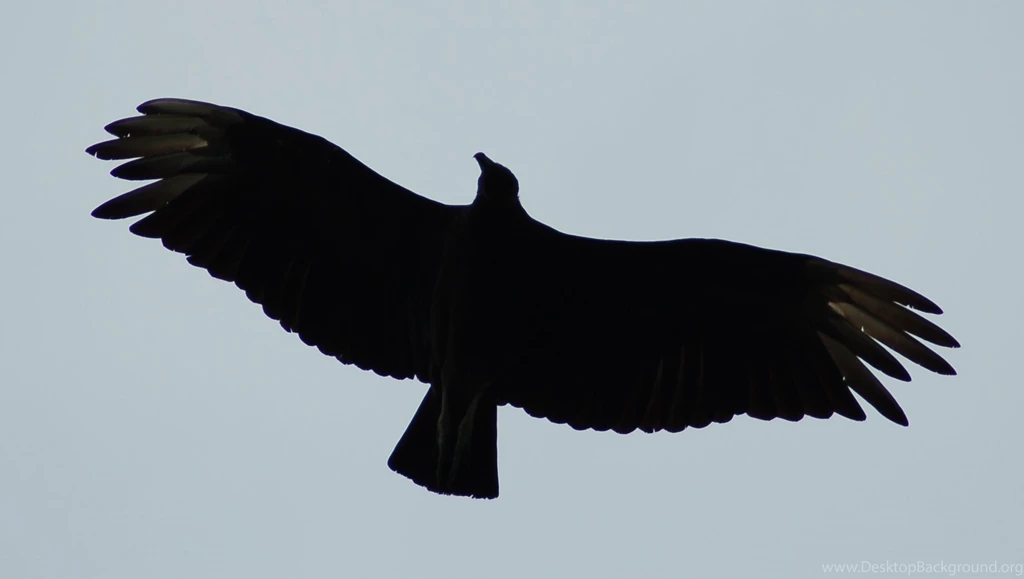 Vulture Silhouette 2 By SalsolaStock On DeviantArt