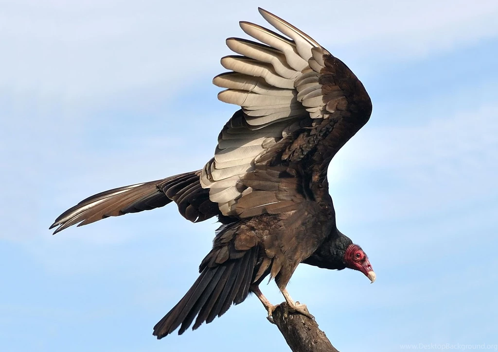 Turkey Vulture Wingspan Wallpaper.