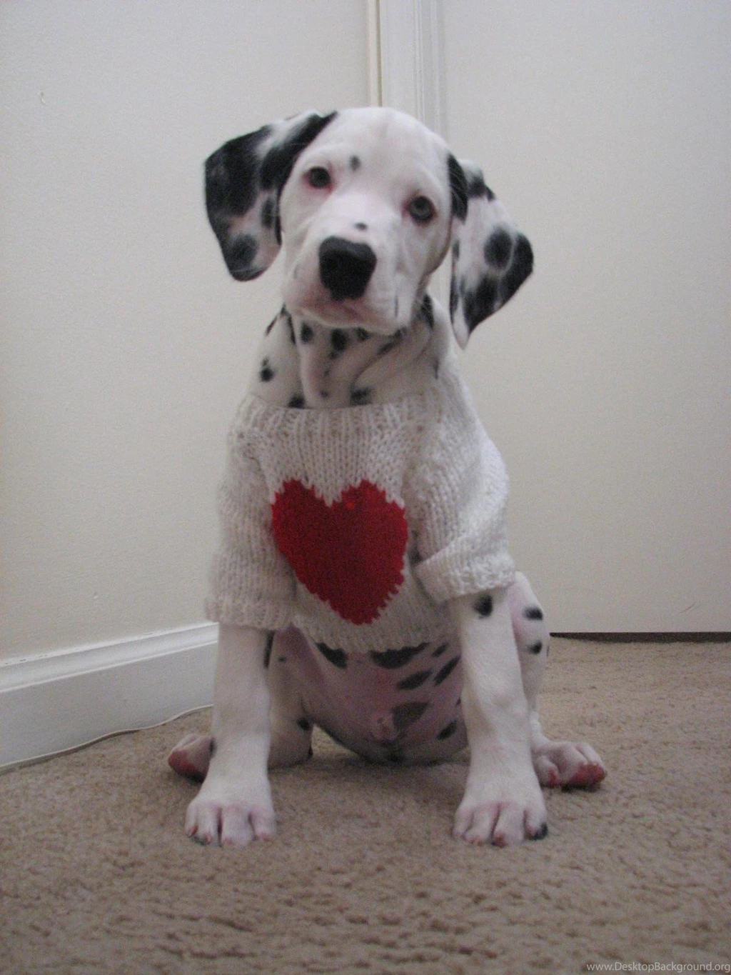 Free Wallpapers Dalmatian Valentine Day Puppy Gift