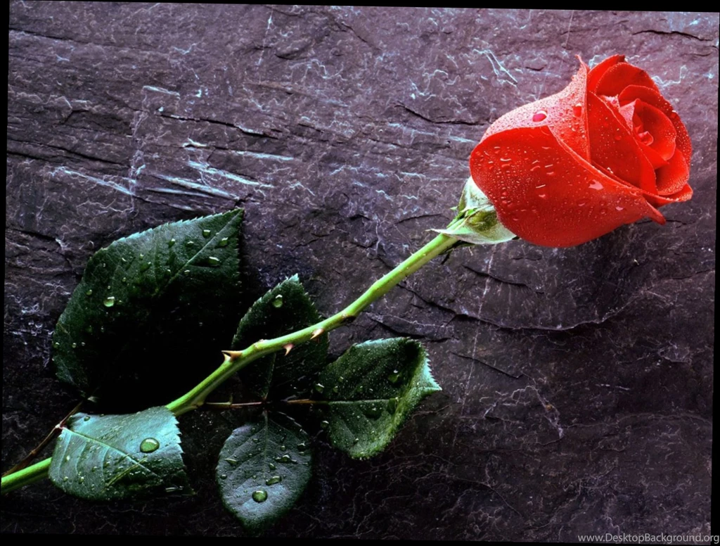 Free_valentine_desktop_wallpaper_1.jpg