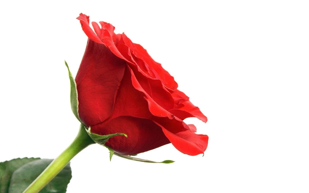 Rose Wallpapers Valentine Love Wallpapers ~ Only Sweet Angel