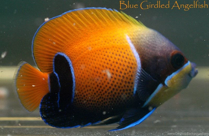 Free Wallpapers Blue Girdled Angel
