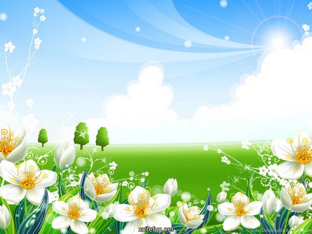 Birman Cats Desktop Wallpapers