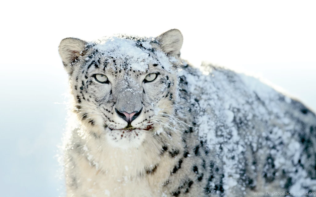 Artistic Snow Leopard Wallpapers Apple Scene Apps, IPhone, Mac ...