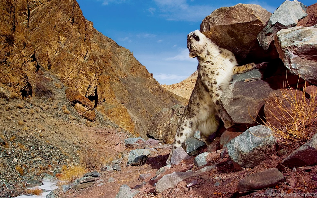 Mac OS X Snow Leopard Scratch Wallpapers Wallpapers HD Wallpapers ...