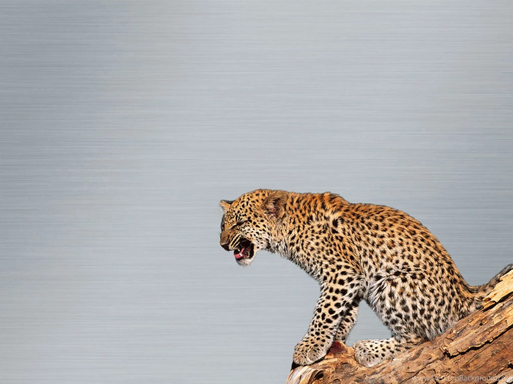 Mac Leopard Wallpapers