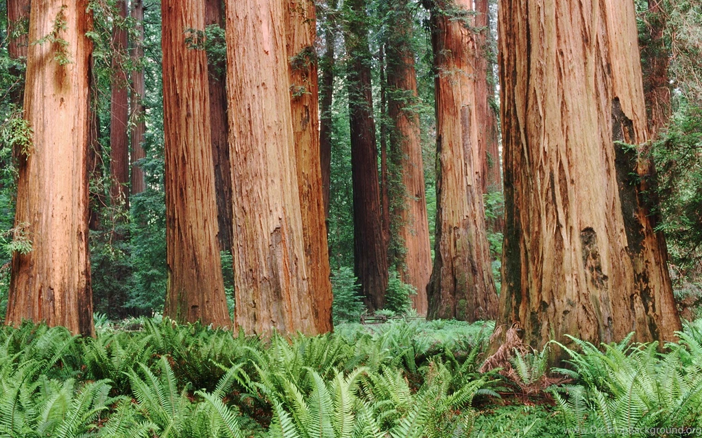 Mac OS X Snow Leopard Redwoods Wallpapers Wallpapers   HD ...