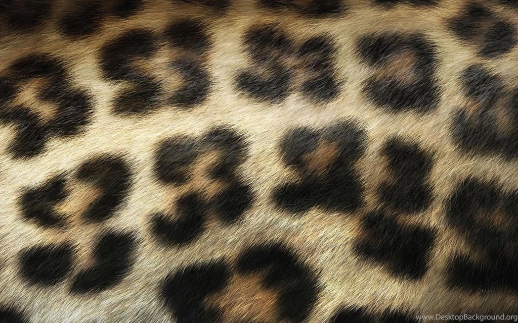 1680x1050 Leopard Print Desktop PC And Mac Wallpapers