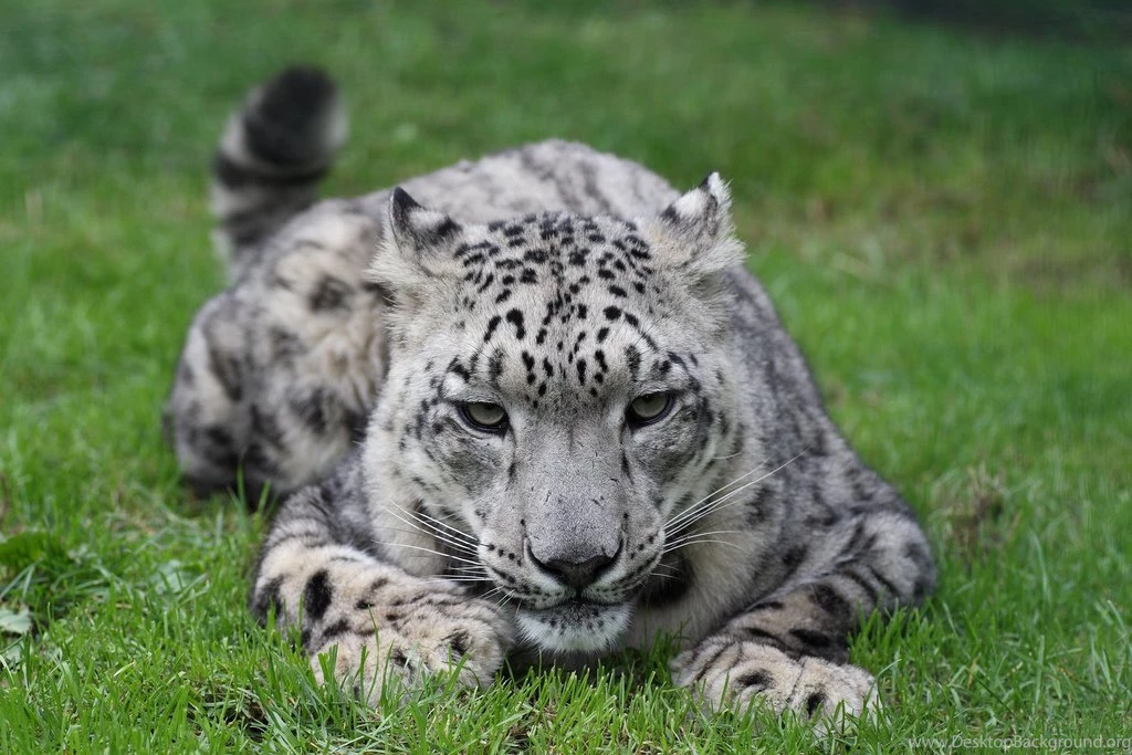 Snow Leopard Wallpapers Velvet Wallpapers