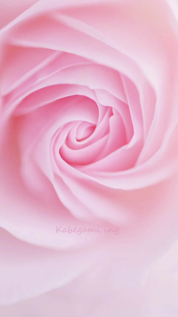 Pink Rose Galaxy S3 Wallpapers (720x1280)