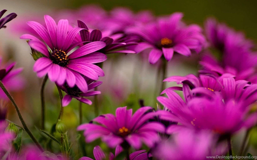 Purple Flowers Hd Wallpapers