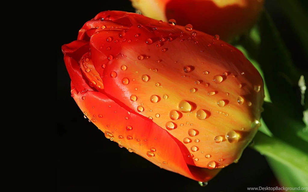 Hd Flowers Wallpapers Download Wallpapers High Definition