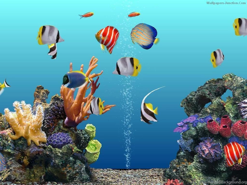 Free Moving Fish Aquarium Desktops Image Gallery   Photonesta