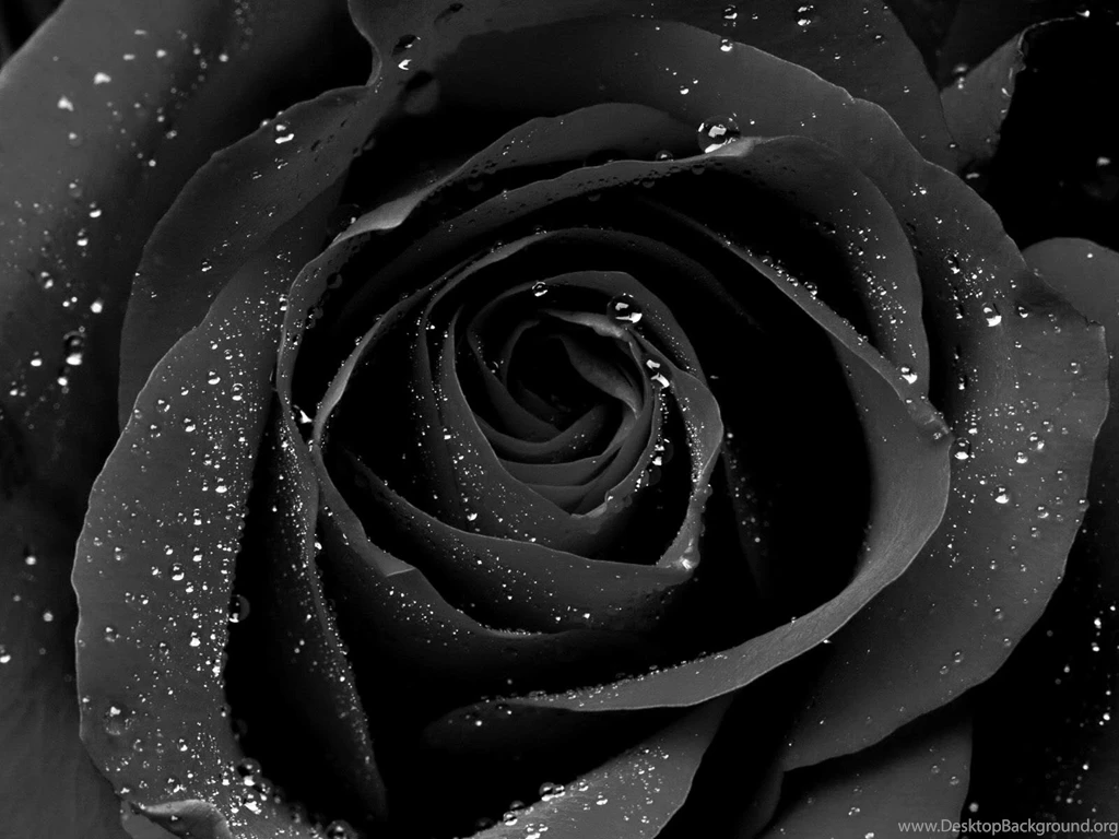 Download Natural Black Rose 1920x1440   Full HD Wall