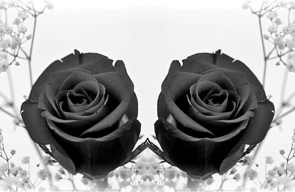 BLACK ROSES WALLPAPER (