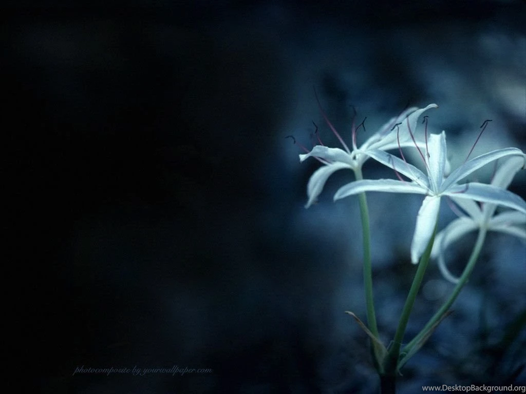 Blue Smokey Lily   Wallpoop   The Wallpapers Site : Wallpoop – The ...