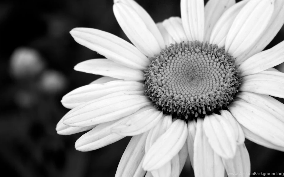 Black And White Flowers Wallpapers HD Wallpapers Lovely