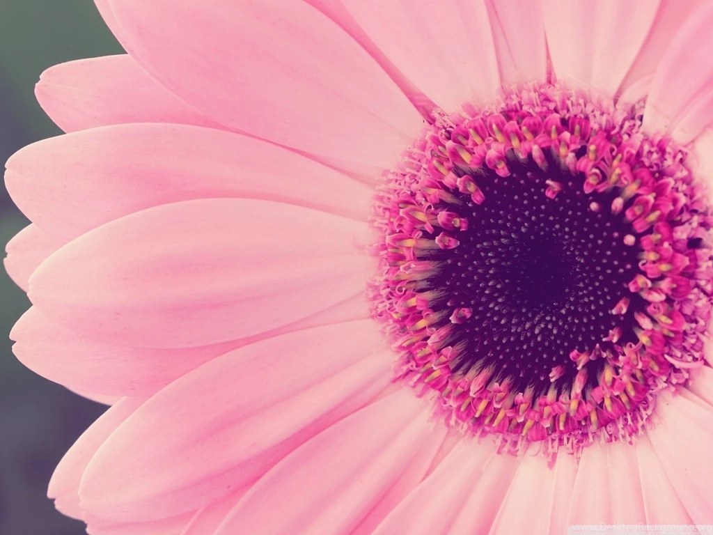 Pink Wallpapers Beautiful F1T » WALLPAPERUN.COM