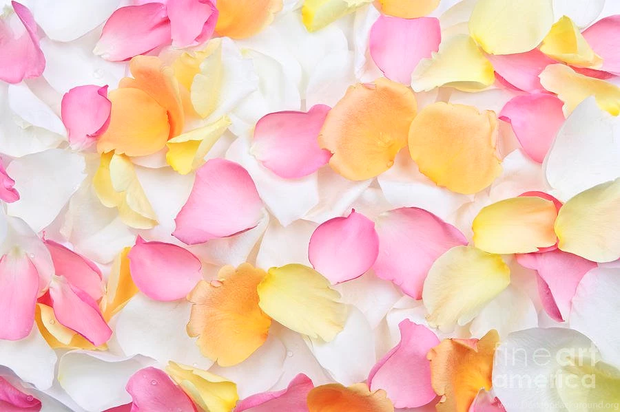 Rose Petals Backgrounds Photograph By Elena Elisseeva