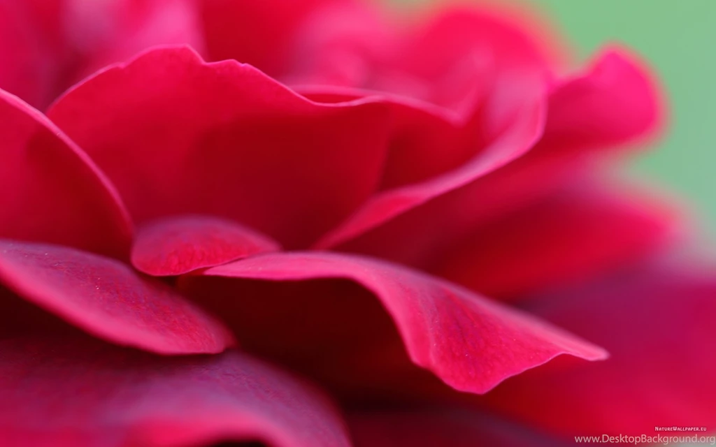 2560x1600 Wallpapers Red Rose Petals Wallpaper Backgrounds
